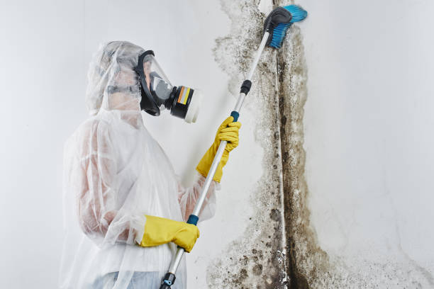 Best Industrial Mold Remediation in Avenel, NJ