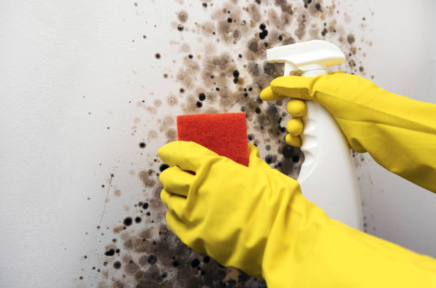 Best Emergency Mold Remediation in Avenel, NJ