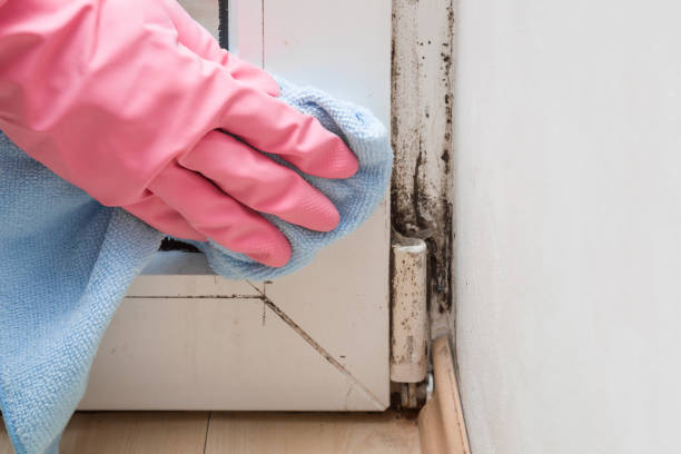 Best Mold Testing and Inspection Services in Avenel, NJ